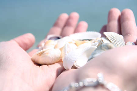 Scallop in a woman hands.