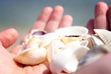 Scallop in a woman hands.の写真素材