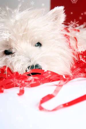 White puppy with christmas garland.の写真素材