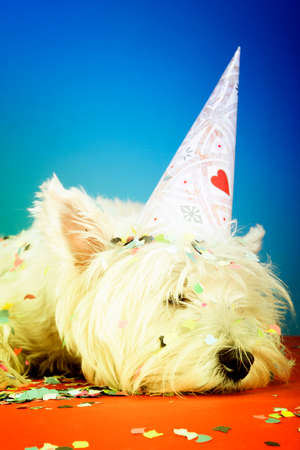 West highland white terrier with birthday party hat .の写真素材