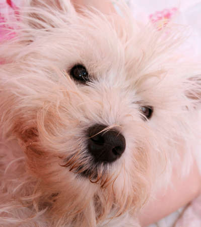 Westie sleeping next to woman in bed .の写真素材