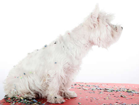 West highland white terrier with confetti.の写真素材