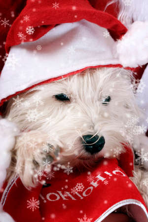 White puppy dressed in santa claus costume.の写真素材