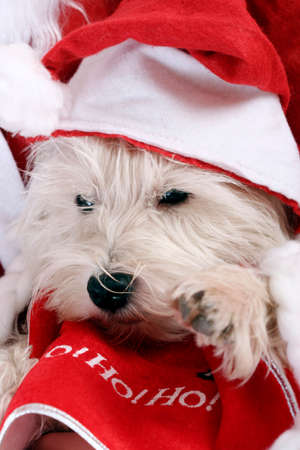 White puppy dressed in santa claus costume.の写真素材