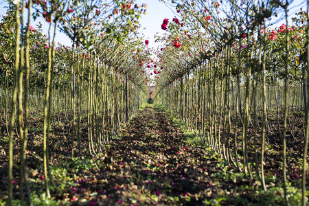 rose bushes in perspectiveの写真素材