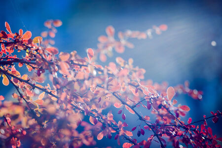 autumn barberry in sunlight in blue sky backgroundの写真素材