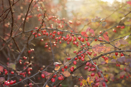 Barberry in morning sunlightの写真素材