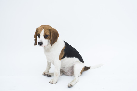 Beagle dog sitting isolated on whiteの写真素材
