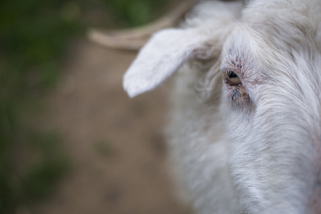 Eye and half face of goatの写真素材