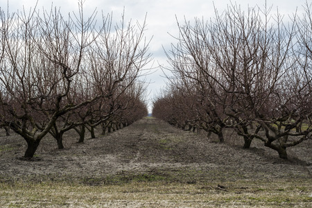 Rows of bare trees in winter peach orchardの写真素材