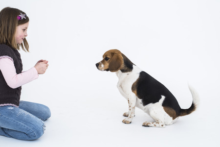 Preschool girl training obedience to her beagle dogsの写真素材