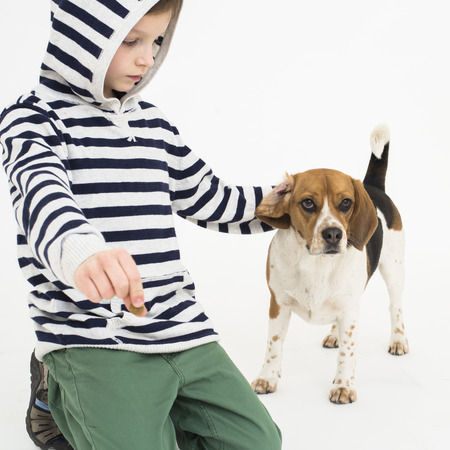 Preschool boy playing with his beagle dogの写真素材