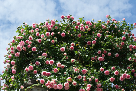 Bushes of pink roses decorating houseの写真素材