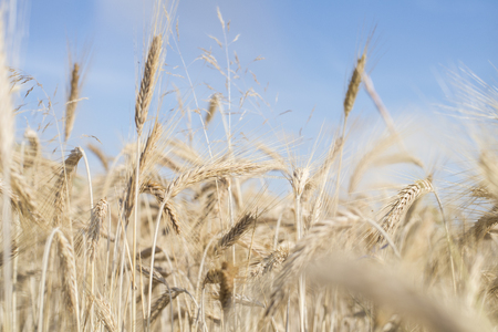 Ripe gold-colored wheat spikes across blue skyの写真素材