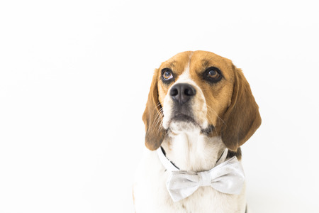 Isolated tri-color beagle dog in grey bow tie looking up head fragment on white backgroundの写真素材