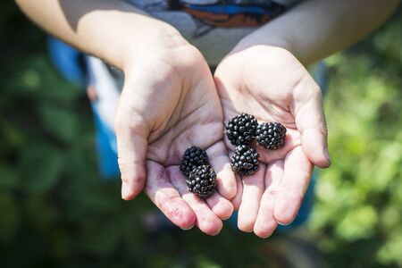 Primary school boy holding several gathered blackberries in his sunlit handsの写真素材
