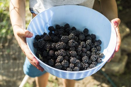 Middle section of boy in shorts and T-shirt holding light-blue bowl half-full of blackberry standing by fenceの写真素材