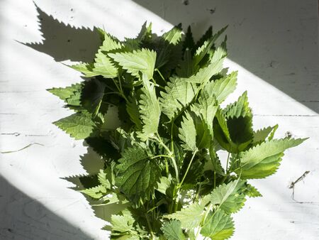 Sunlit bunch of fresh organic nettle as green food ingredient on white table