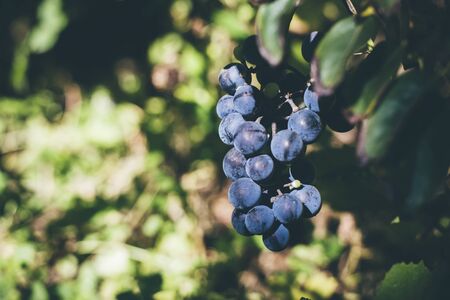 Merlo grape vine ripe sunlitの写真素材