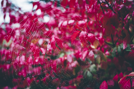 Spider web with dew drops on plant with bright-colored red autumn leavesの写真素材