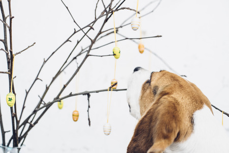 Bare tree branches with colorful Easter eggs and decoration curious beagle dog sniffingの写真素材