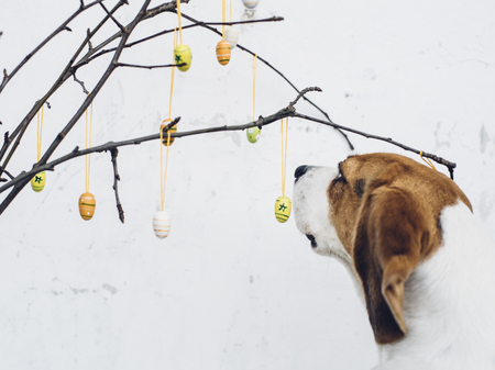 Bare tree branches with colorful Easter eggs and decoration curious beagle dog sniffingの写真素材