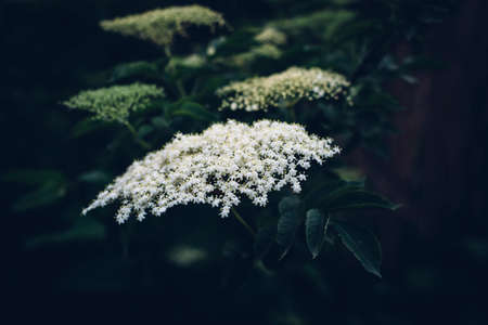 Elder Branch of tree with dark green leaves and white blossomの写真素材