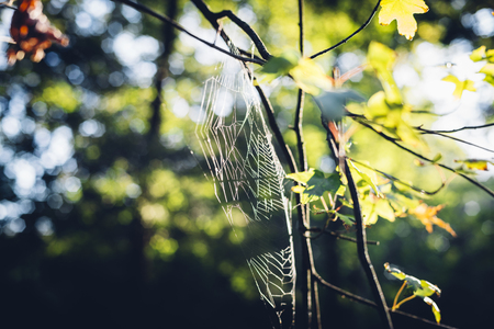Rays of sun shining through oak tree leaves in autumn and spiderwebの写真素材