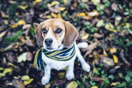 Tricolor beagle dog in striped scarf sitting on ground covered with fallen leaves in autumnの写真素材