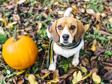 Tricolor beagle dog wearing striped scarf sitting on fallen leaves near Pumpkinの写真素材