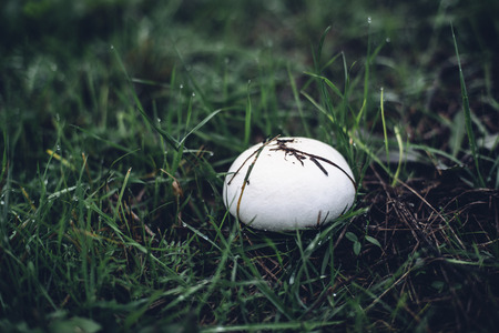 White mushroom in green grass with dew dropsの写真素材