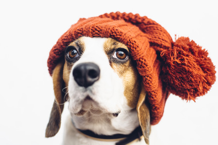 Cute beagle dog in warm orange Sixの写真素材