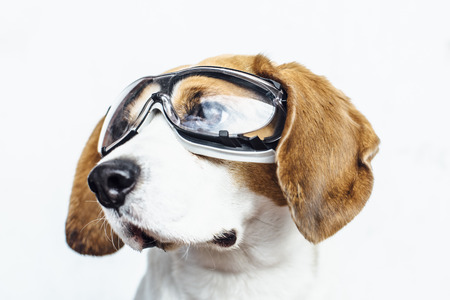 Head portrait of beagle dog in safety glasses looking awayの写真素材