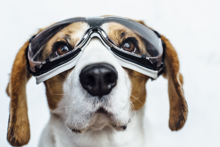 Head portrait of beagle dog in safety glasses looking upの写真素材