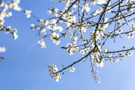 Cherry tree in blossom against clear blue skyの写真素材