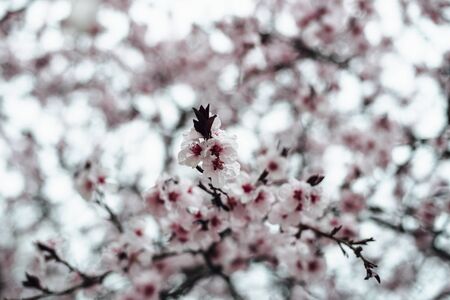Apricot tree branches in blossomの写真素材