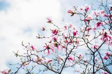 Magnolia tree branches in blossomの写真素材
