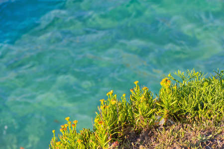 littoral cliff vegetation  over sea backgroundの写真素材