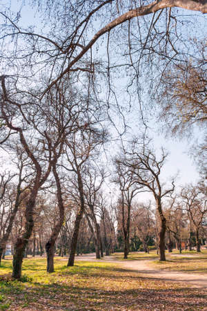 Trees of Caldas de Reis botanical park in winterの写真素材