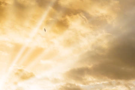 Cloudy background with sun rays and bird silhouette in flight at sunsetの写真素材