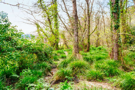 Trees and grass on the fores along Catoira river