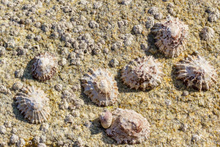 Grouping of european limpets, Patella vulgata, attached to a coastal rock where coexist with barnacles, Chtamalus montagui, and sea snail Monodonta lineataの写真素材