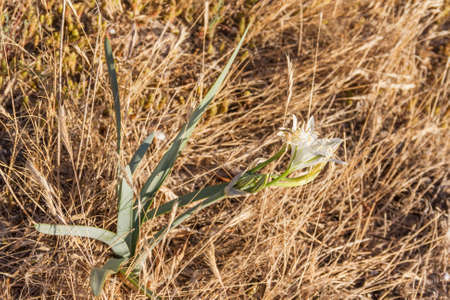 Sea daffodil or sand lily, Pancratium maritimum, growing on sand dunes of Arousa Island, Galicia, Spainの写真素材