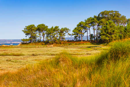 Pine trees and vegetation of Salinas marsh in Arousa Islandの写真素材
