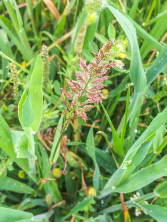Tufted, velvet or meadow soft grass, Holcus lanatus, growing in Galicia, Spain