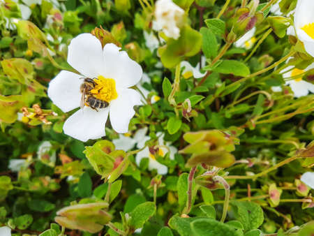 European bee, Apis mellifera, over a rock-rose flower Cistus salvifoliusの写真素材