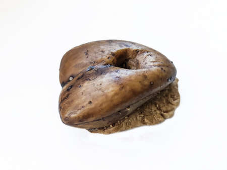 Fossil of Pygope diphyoides, Jurassic brachiopod fossilの写真素材