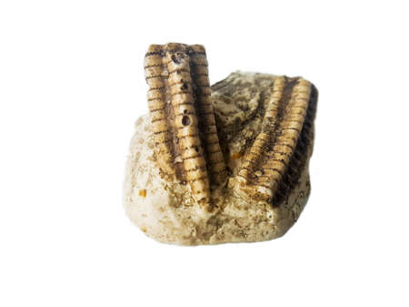 Pentacrinus basaltiformis, Jurassic crinoid fossil