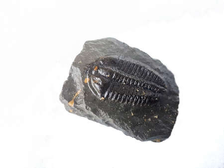 Cambrian trilobites fossil, Conocoryphe sulzeri,  in white backgroundの写真素材