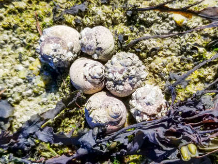 Group of sea snail lined top shell, Phorcus lieatus or Monodonta lineata, growing in the coast of...